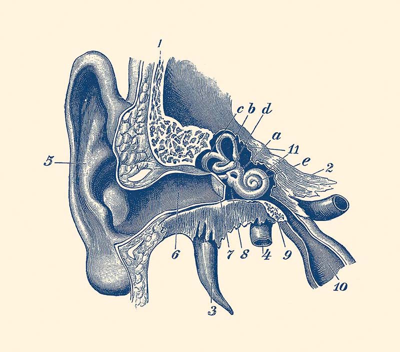 Illustrated diagram of ear