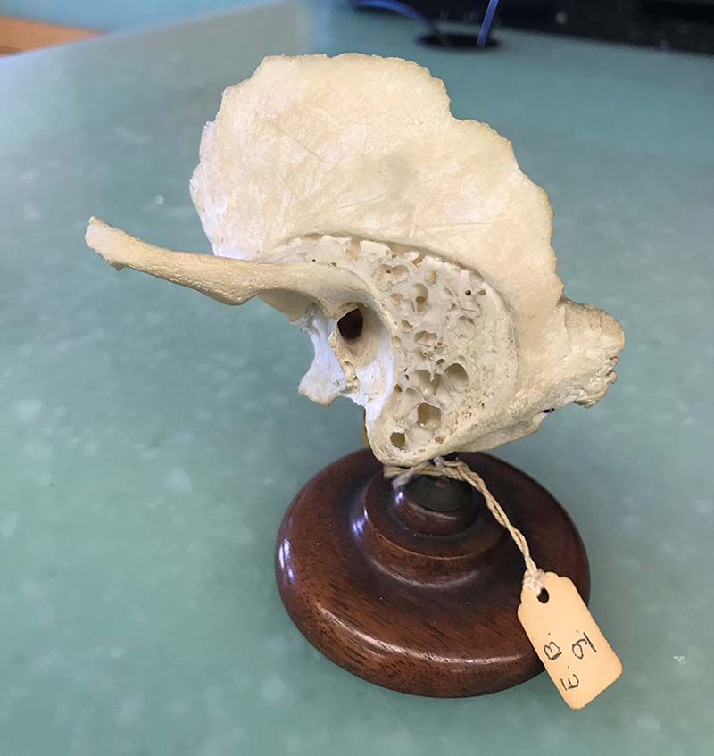 Bone specimen